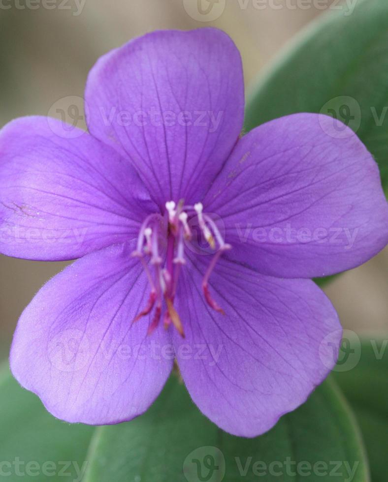 A small wild purple geranium in bloom. photo