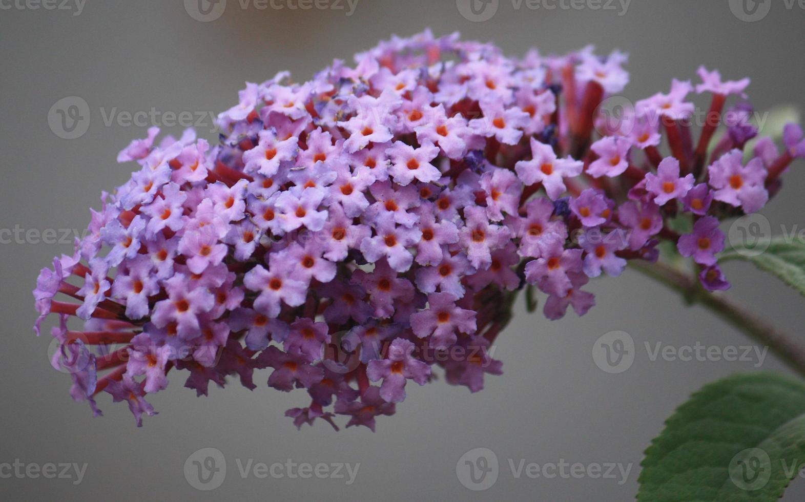 una vista lateral de una flor lila morada de mi jardín. foto