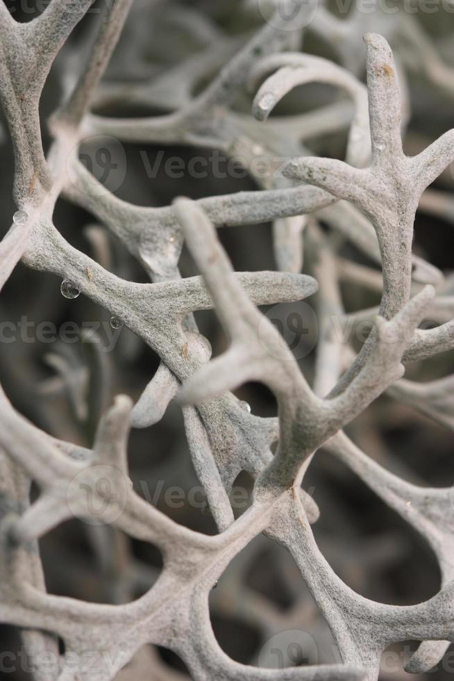 An abstract pattern made by a ragwort plant. photo