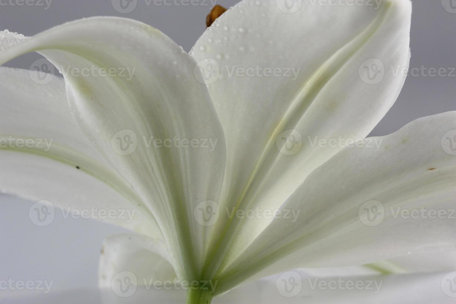 The underside of a white lily. photo
