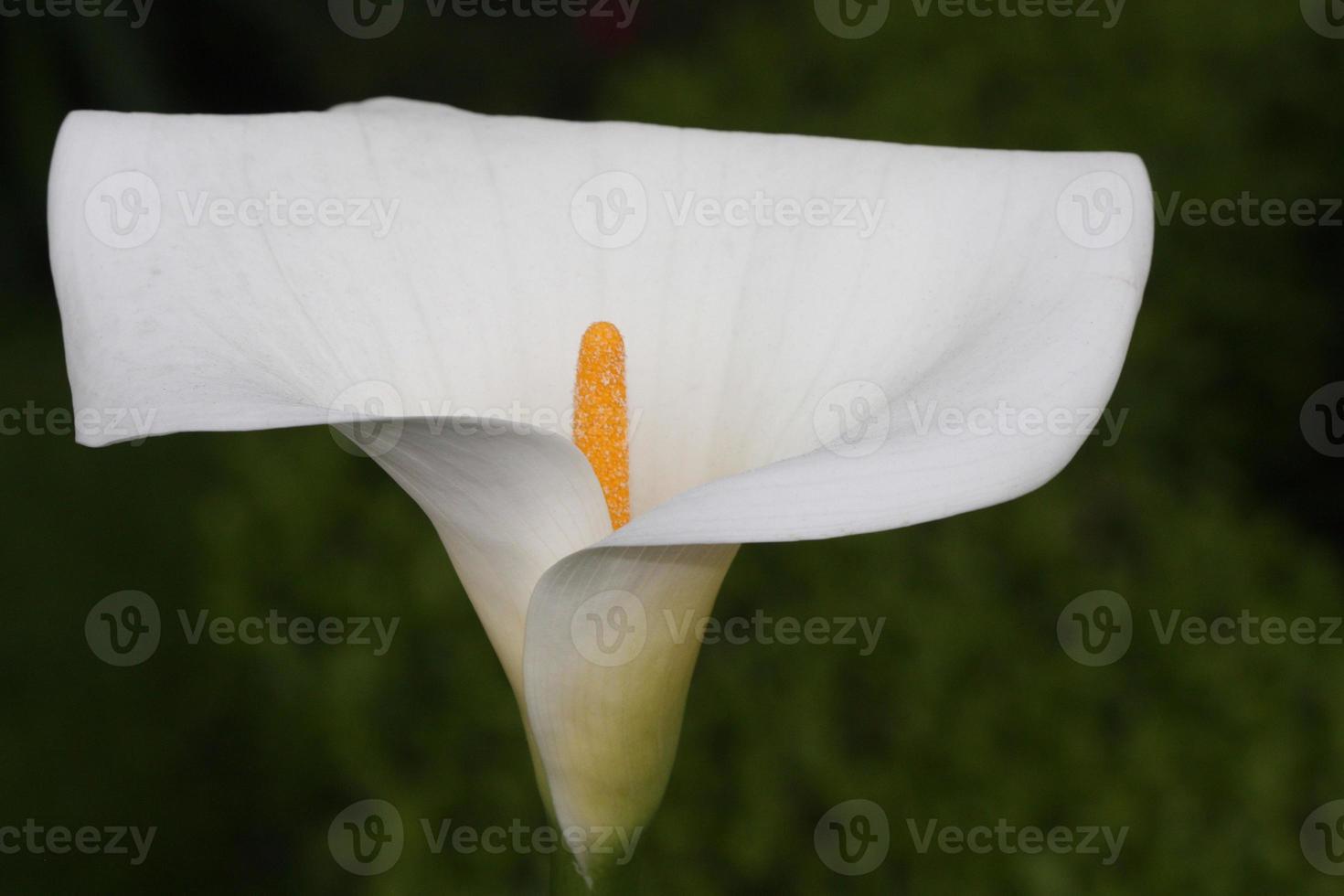A calla lily in a garden in Golden Gate Park. photo