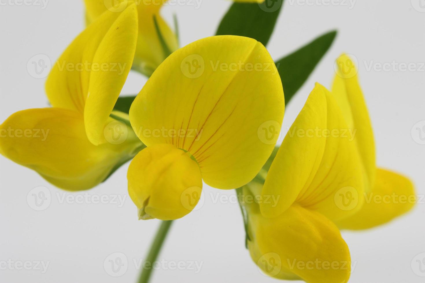 A close up of a yellow iris. photo