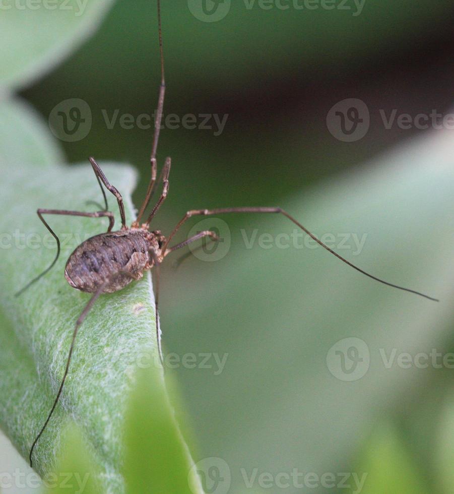 A huge spider on a stem. photo