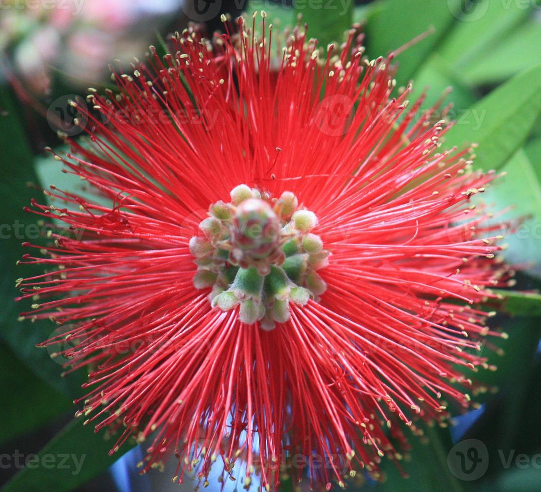A calliandra plant in full bloom with red spiky petals. photo