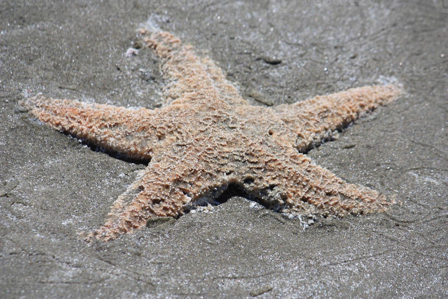 A dead starfish washed up on a beach. photo
