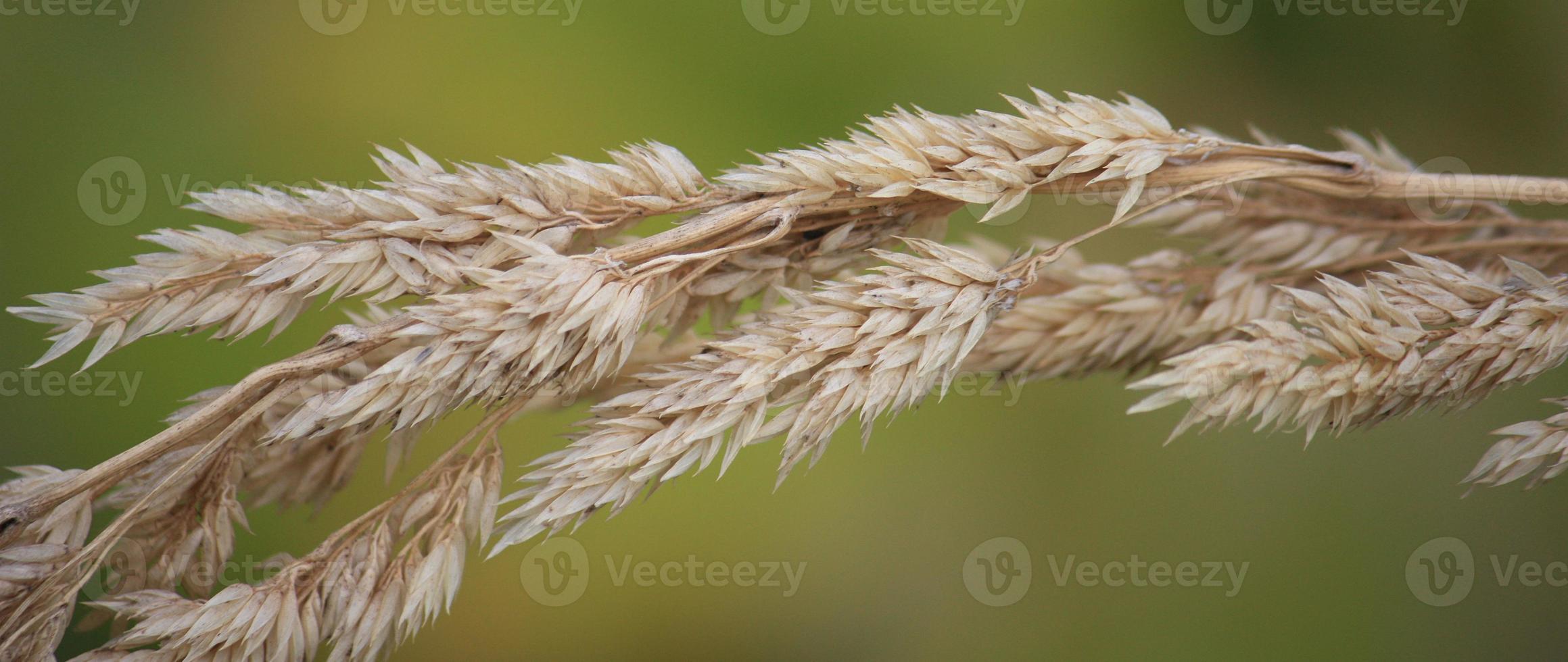 An outside close up shot of a shaft of wheat growing by the beach. photo
