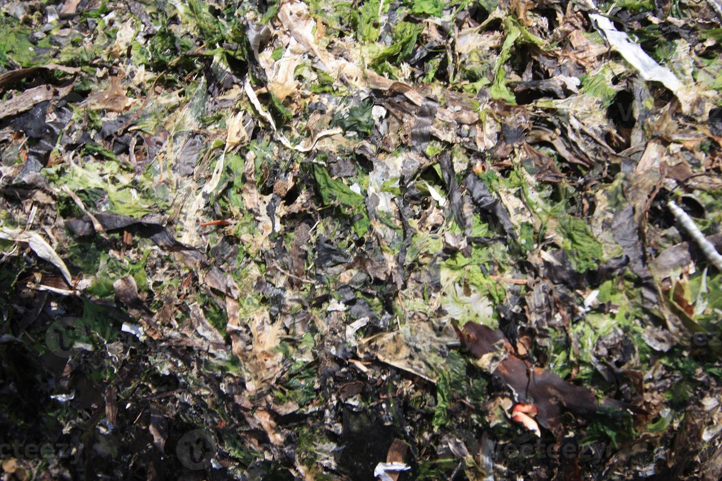 An abstract pattern made by seaweed washed up on a beach. photo