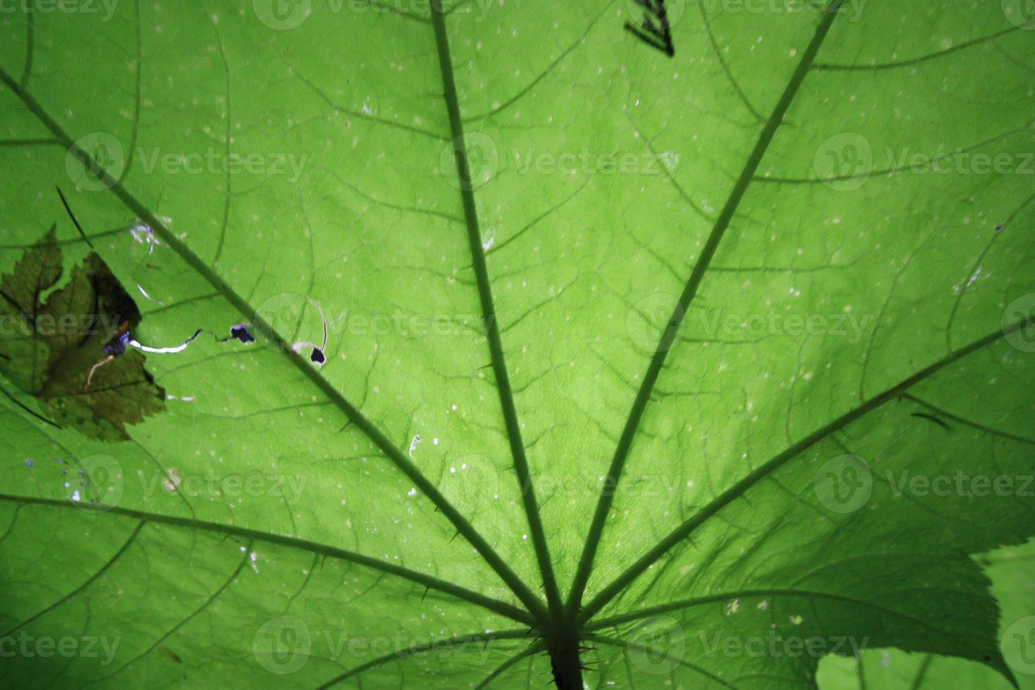 A shot taken under a giant leaf. photo