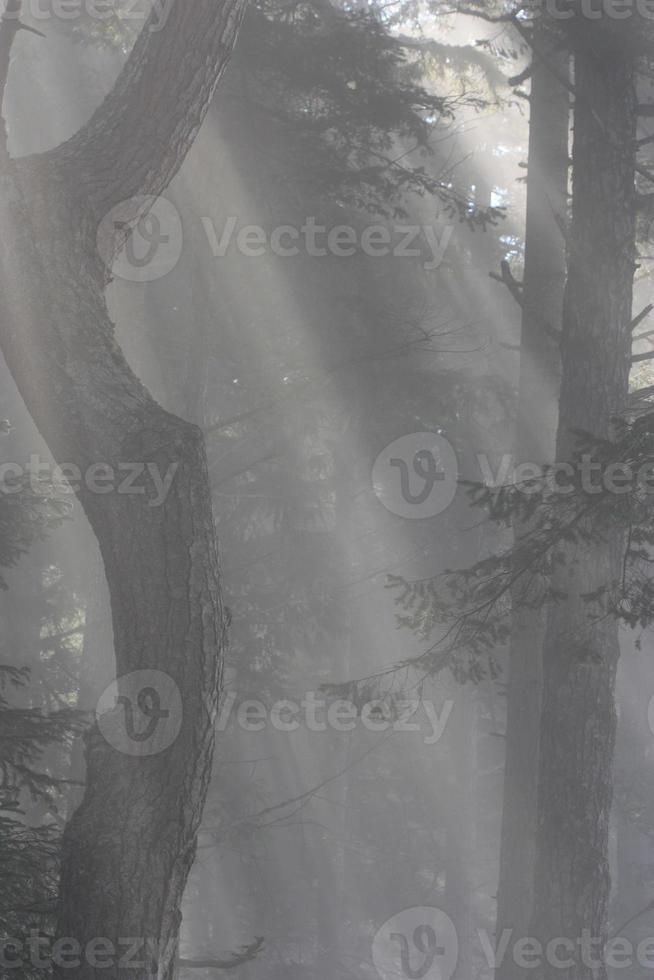 Dappled light as shown in a forest. photo