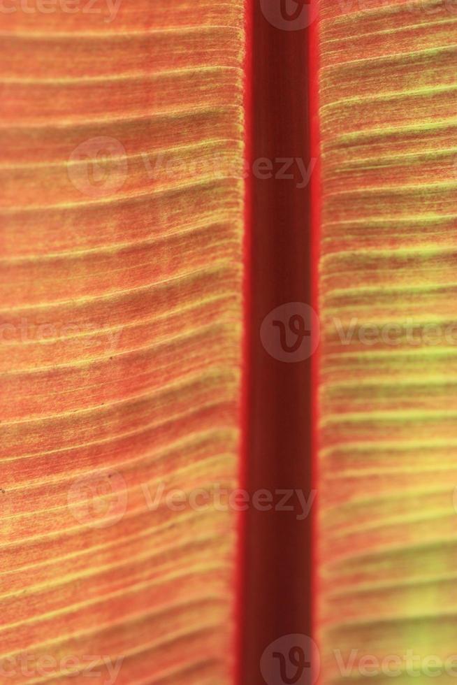 An abstract pattern due to backlight on a palm frond. photo