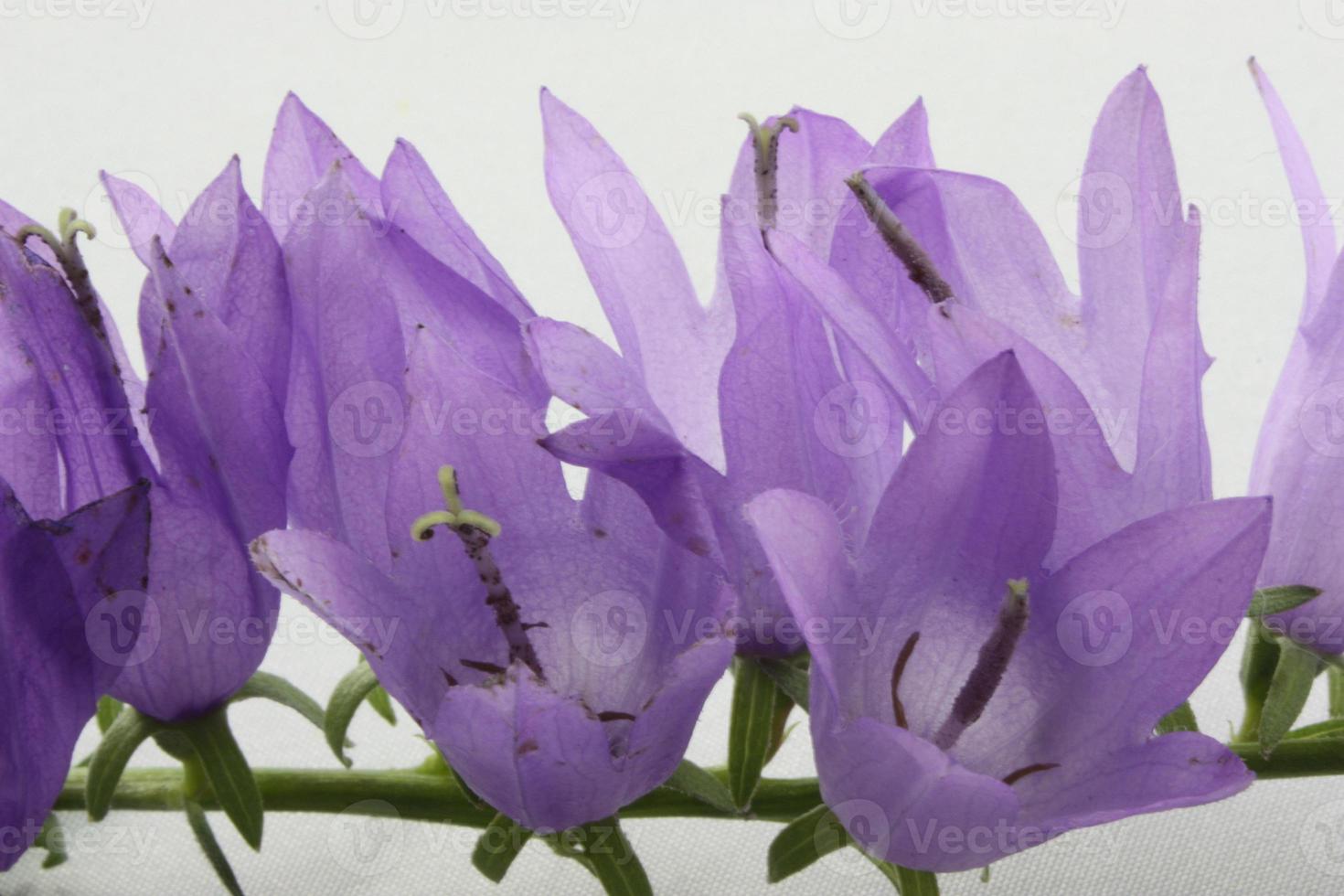 A side view of purple bell flowers. photo