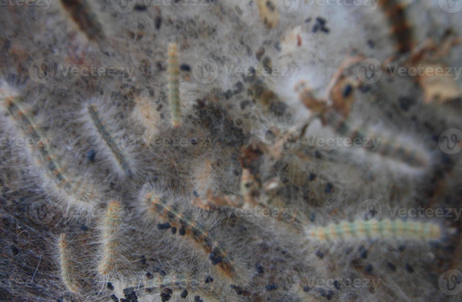 A close up shot of a butterfly cocoon. photo
