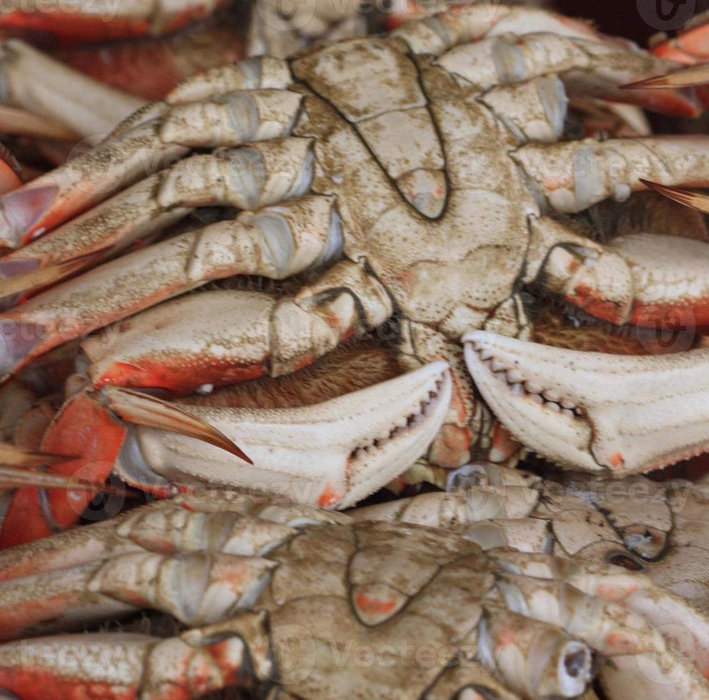 Lobsters, lobsters, and more lobsters. photo
