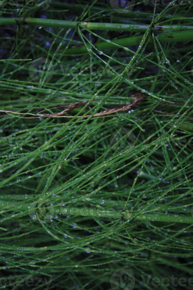 A close up of wet green bamboo shoots. photo