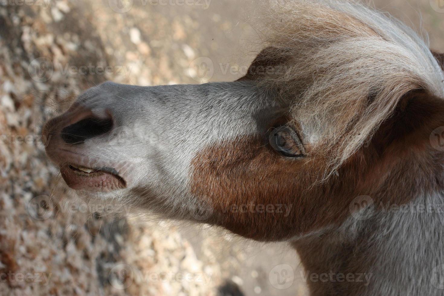 A portrait of an old, brown pony. photo