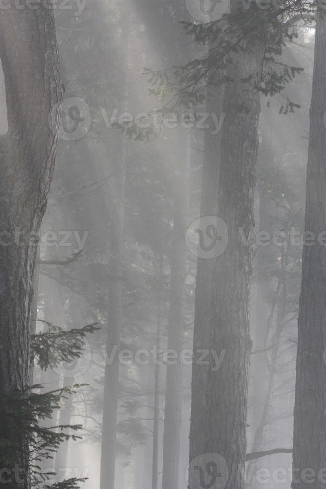 A twilight like moment in a forest. photo