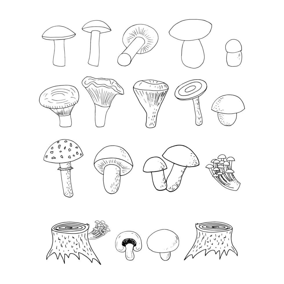 setas del bosque conjunto bosquejo garabato dibujado a mano. icono, tarjeta, póster, monocromo. boletus, agárico de mosca, rebozuelos, russula, agáricos de miel de champiñón tocón ingrediente alimentario natural vector