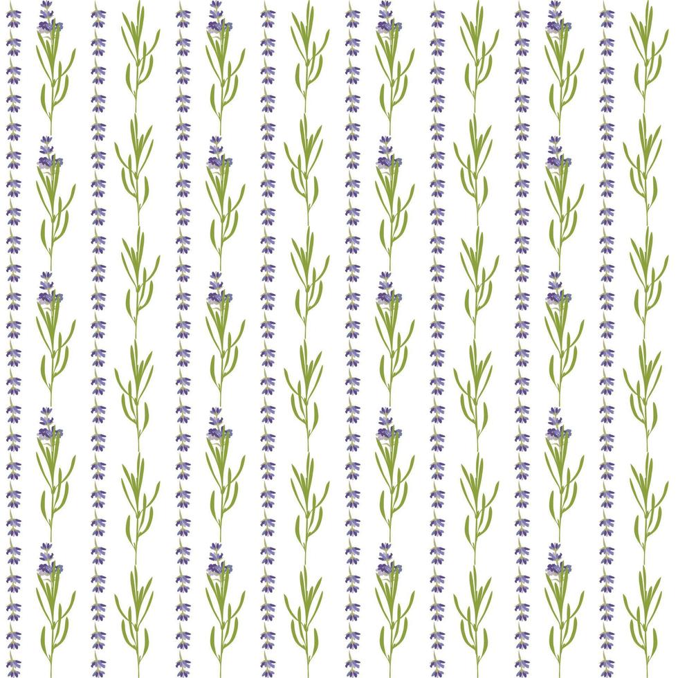 Seamless pattern with violet Lavender beautiful flower template in flat watercolor style isolated on white background for wedding card, invitation, travel flayer. Botanical illustration. vector