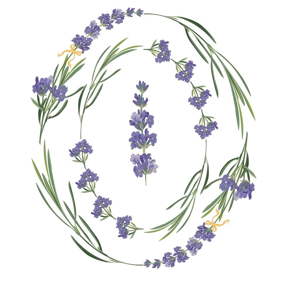 establezca la plantilla de hermosos marcos florales de lavanda violeta en estilo de acuarela vectorial aislado en fondo blanco para diseño decorativo, tarjeta de boda, invitación, capa de viaje. ilustración botánica vector