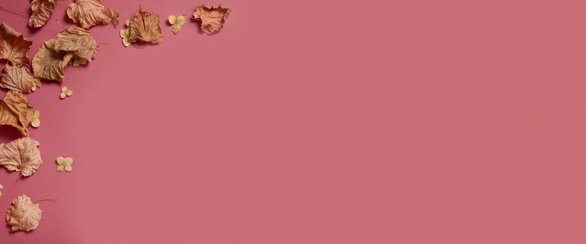 hojas de otoño doradas de diferentes formas sobre fondo rosa. concepto de otoño, fondo de otoño. diseño floral mínimo, marco de hoja de otoño con espacio de copia. composición creativa de otoño. bandera foto