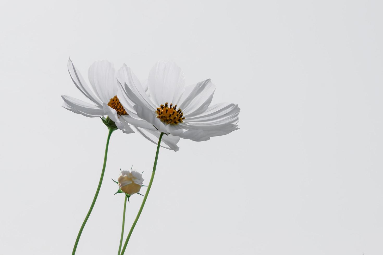 vista de ángulo bajo de las plantas con flores de cosmos blanco contra el cielo azul foto