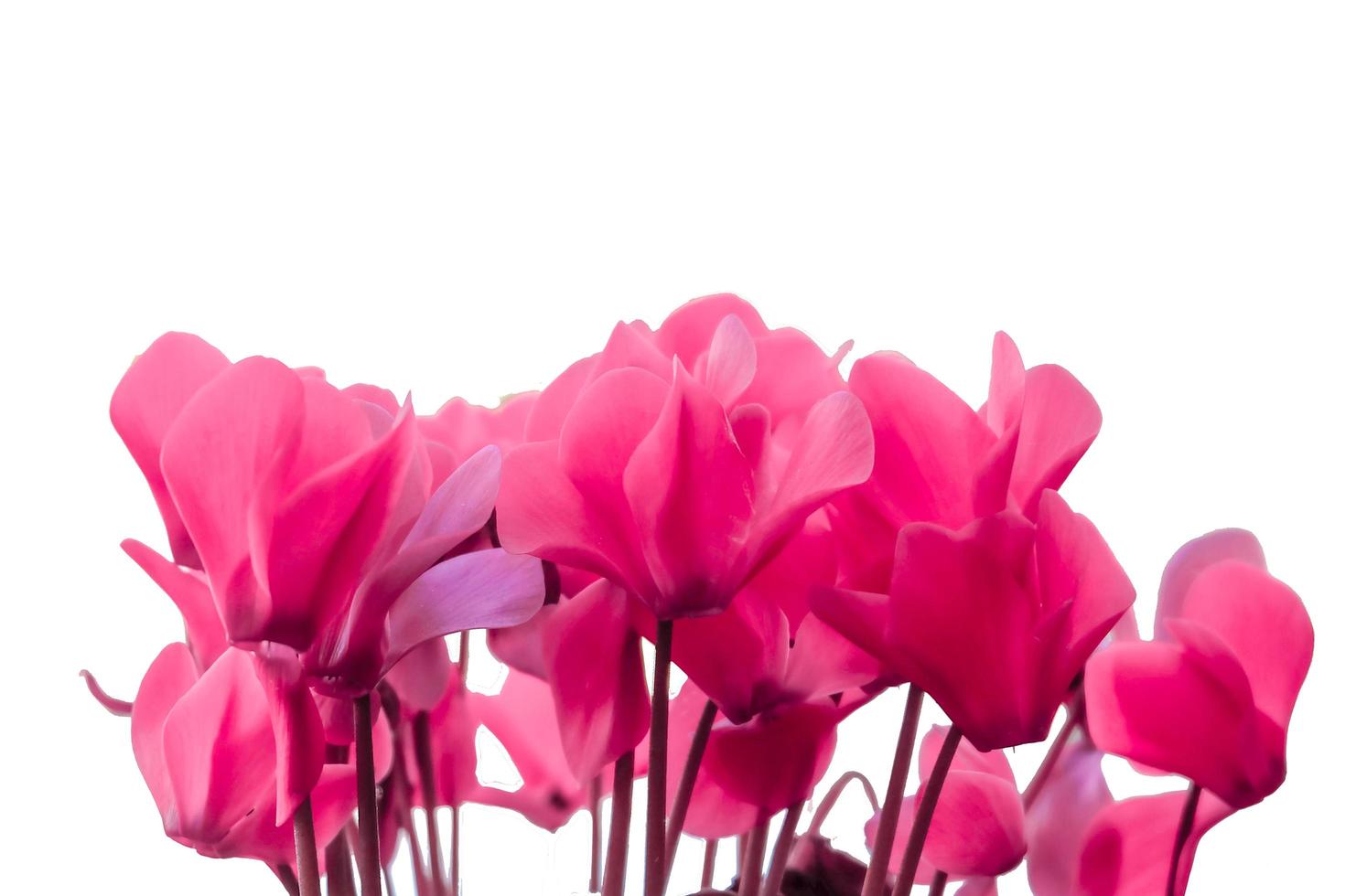 pink  flower photo