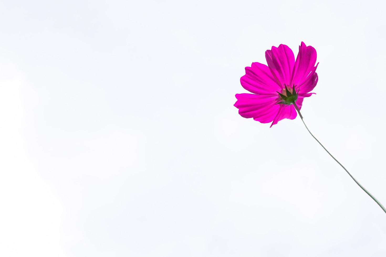 Pink cosmos flower beautiful blooming isolated on white background,copy space photo