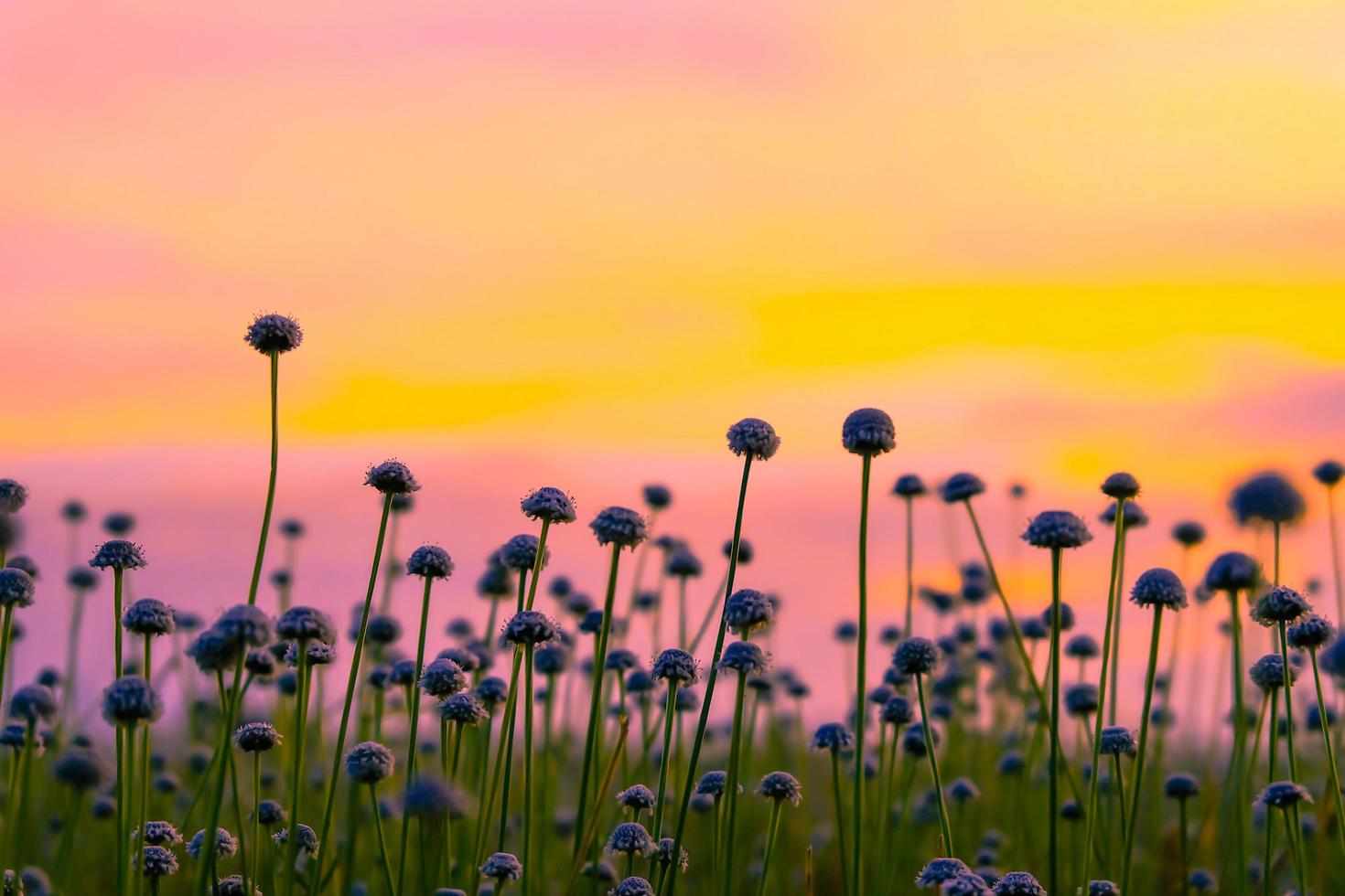 White grass flowers field  colorful sunset. photo