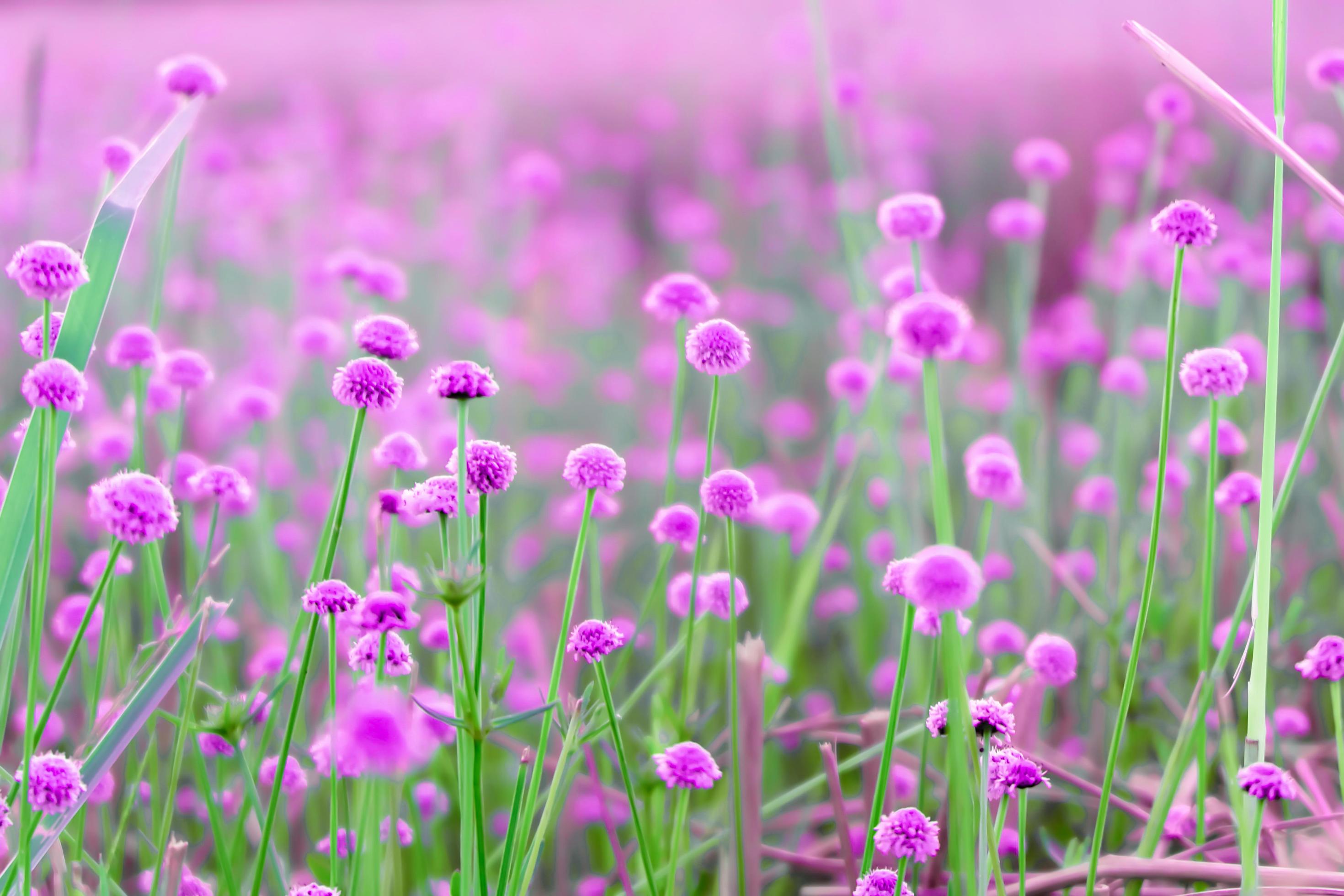 blurred,Pink wild flower fields.Beautiful growing and blooming in the
