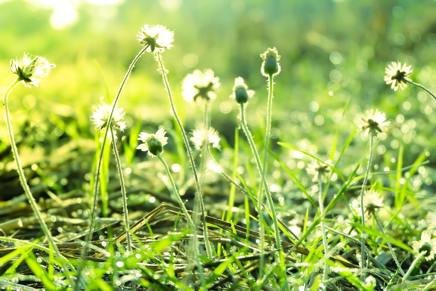 Green fresh nature flowers field grass with dew drops in the morning.Beautiful bokeh on blurred background photo