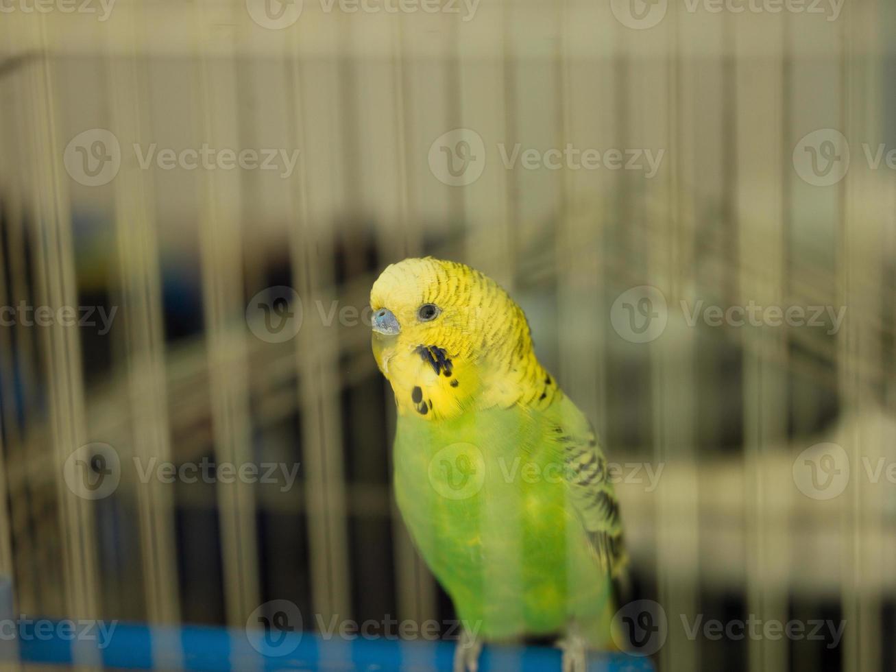 green bird view photo