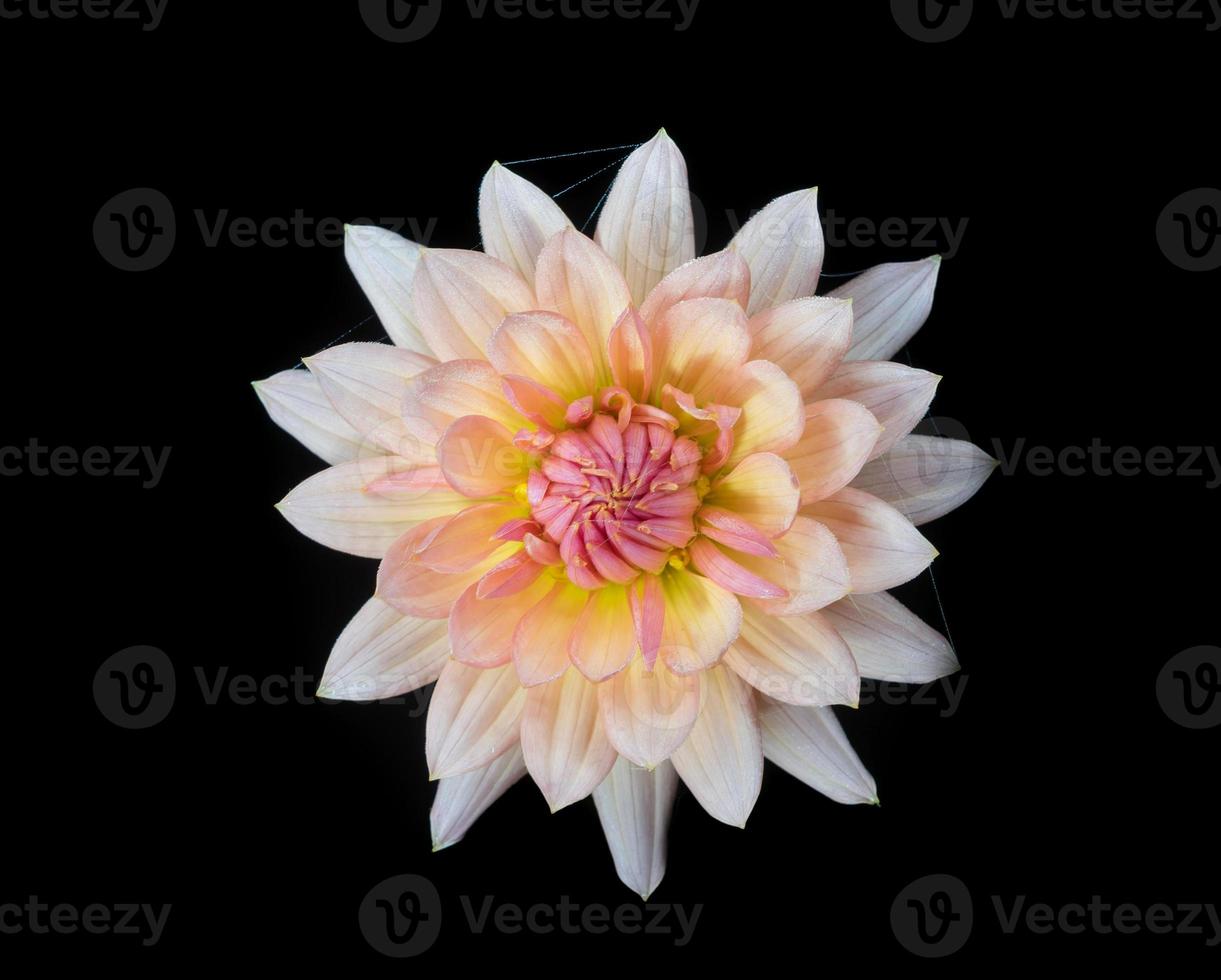 beautiful dahlia flower photo