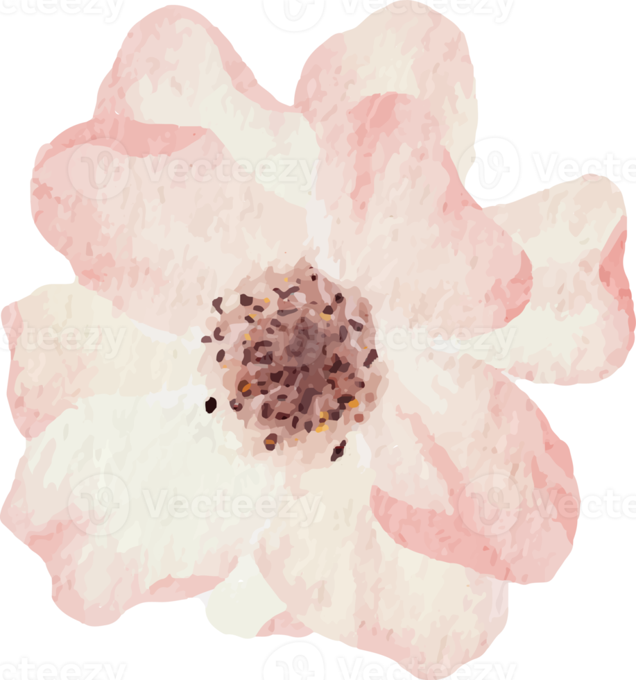 watercolor blooming rose branch flower bouquet elements png