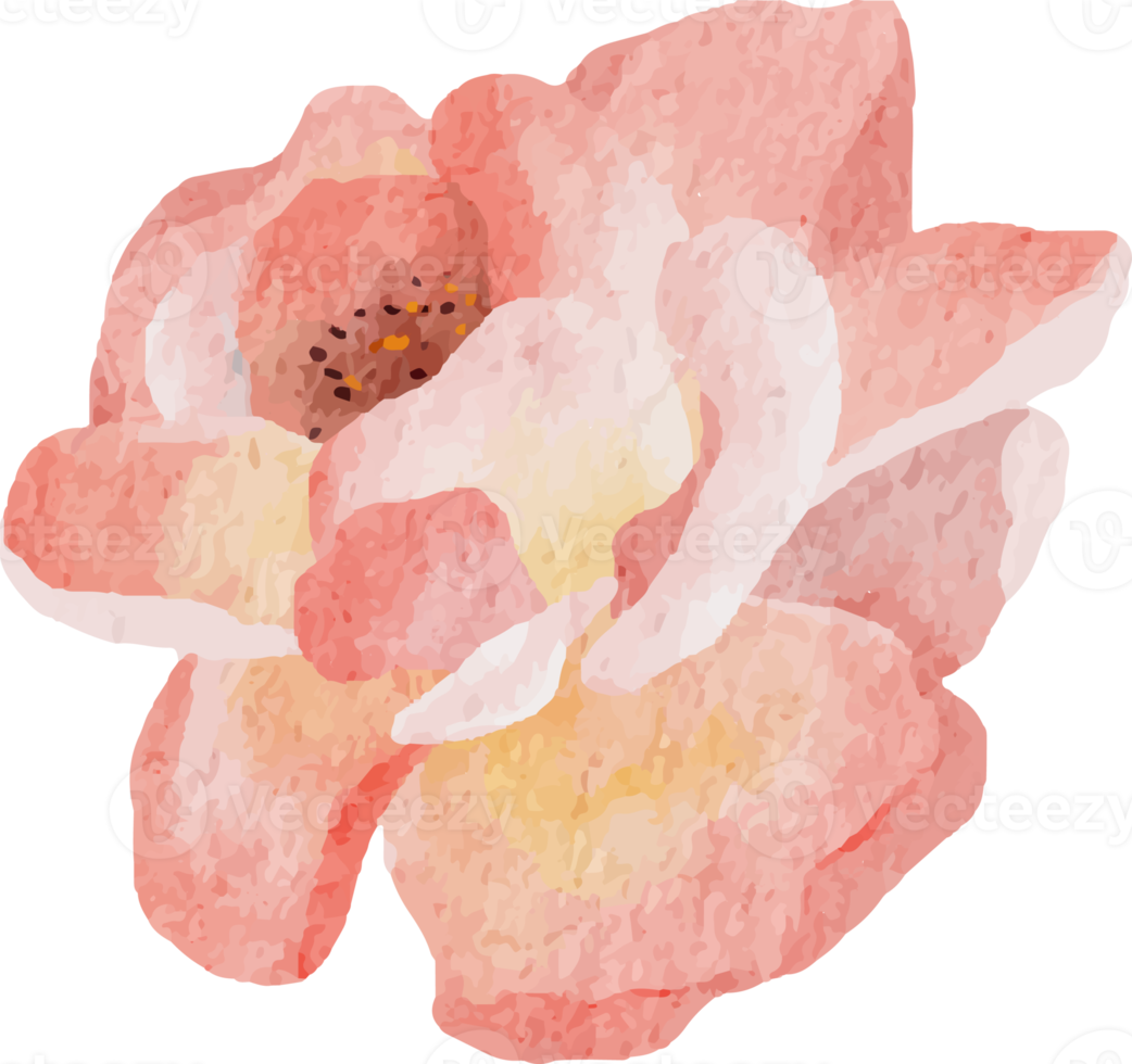 watercolor blooming rose branch flower bouquet elements png