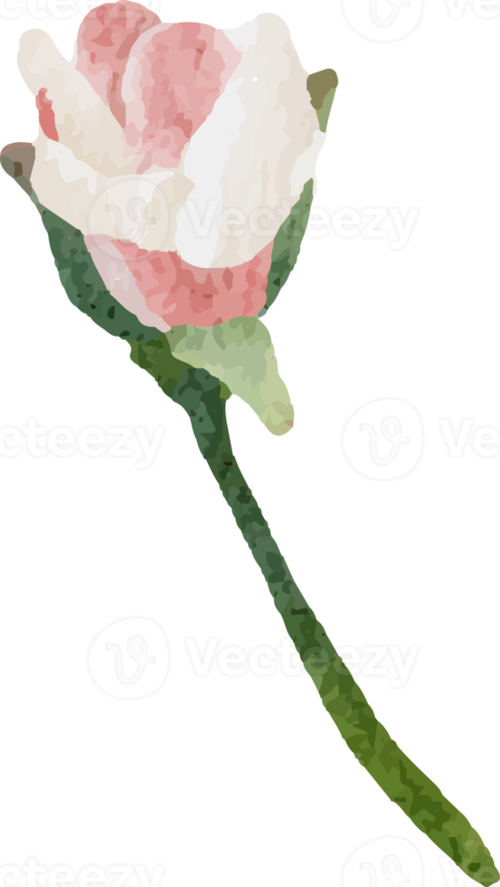 Éléments de bouquet de fleurs de branche de rose en fleurs aquarelle png