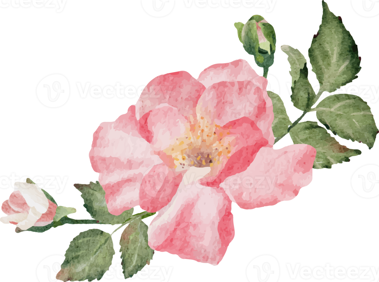 vattenfärg blomning reste sig gren blomma bukett png