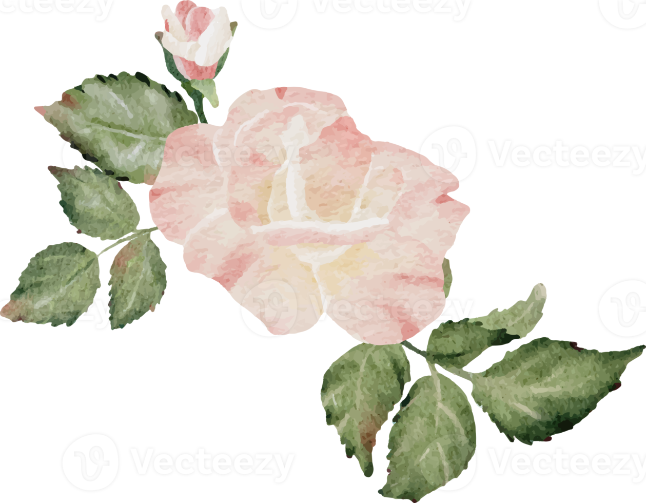 watercolor blooming rose branch flower bouquet png