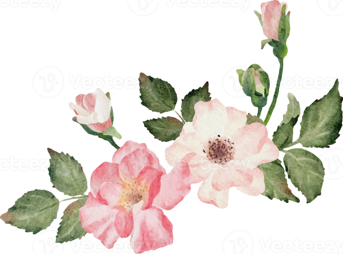 watercolor blooming rose branch flower bouquet png