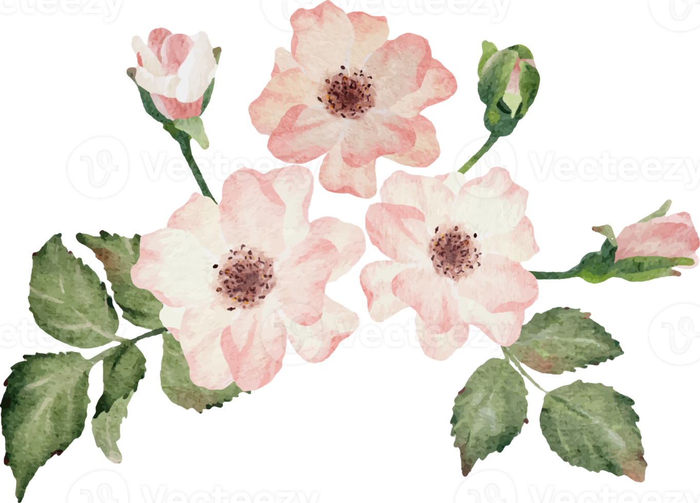 Aquarell blühender Rosenzweig Blumenstrauß png