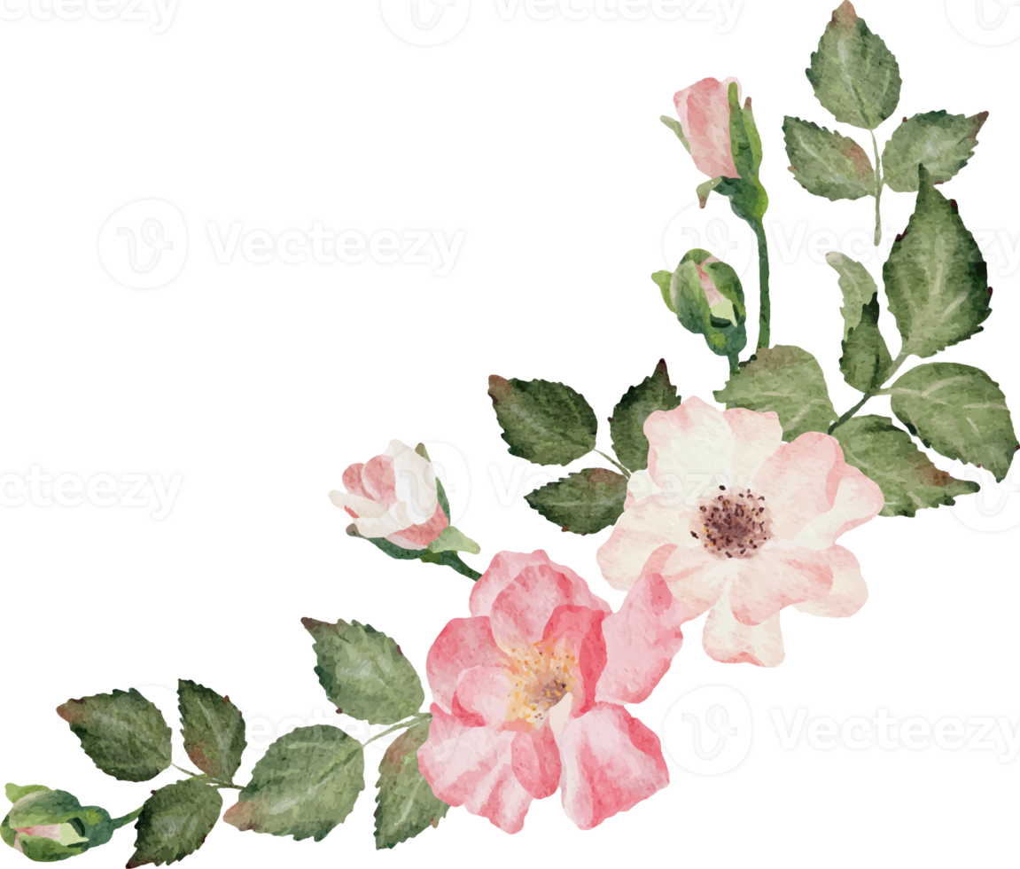 watercolor blooming rose branch flower bouquet png