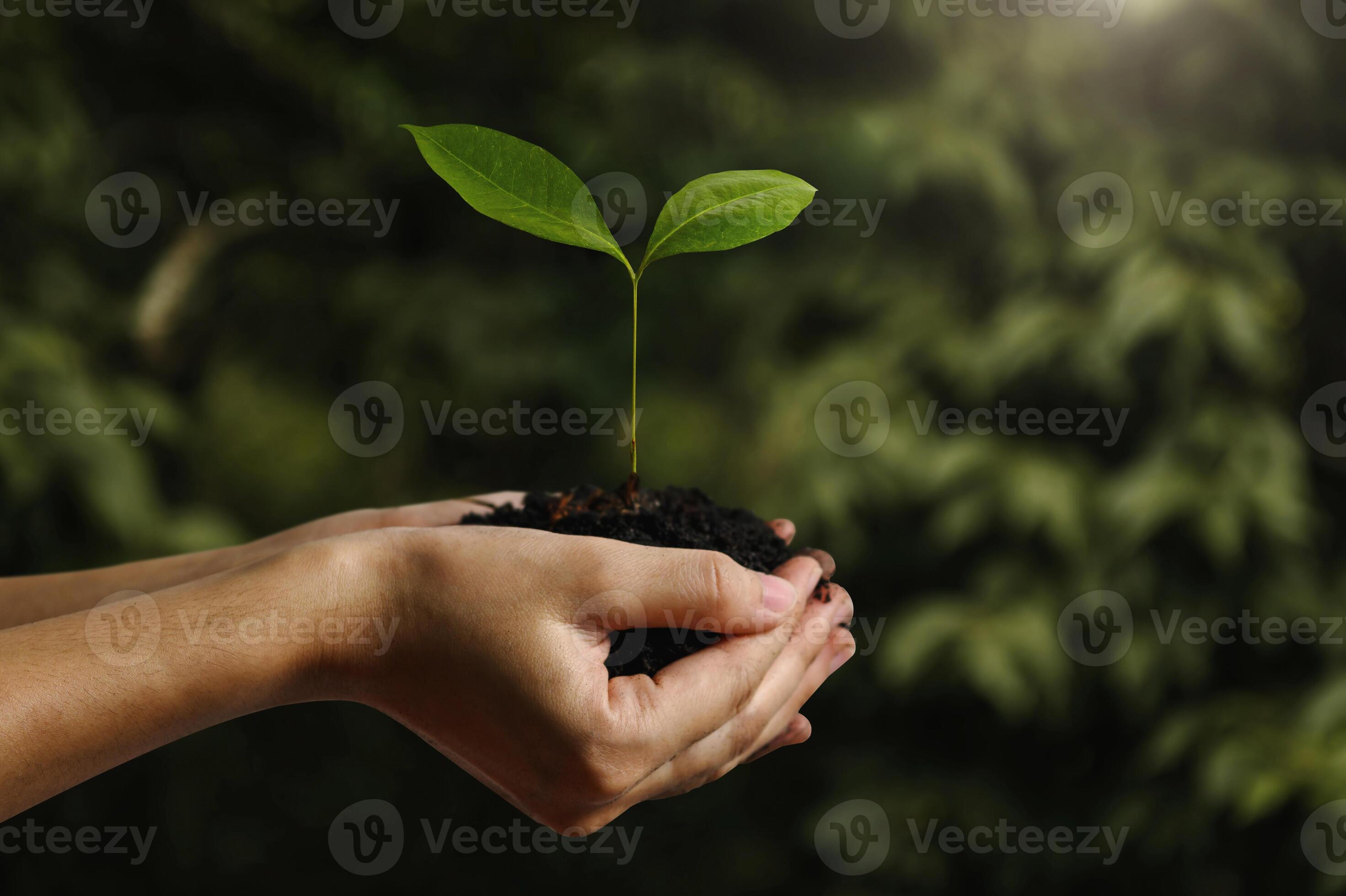 hand children holding young plant with sunlight on green nature