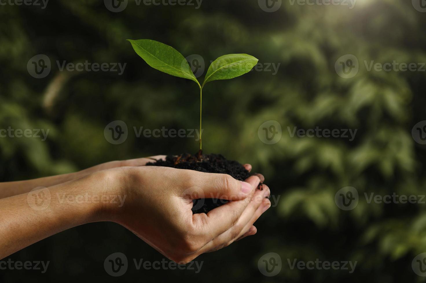 niños de la mano que sostienen la planta joven con la luz del sol en el fondo verde de la naturaleza. concepto eco día de la tierra foto