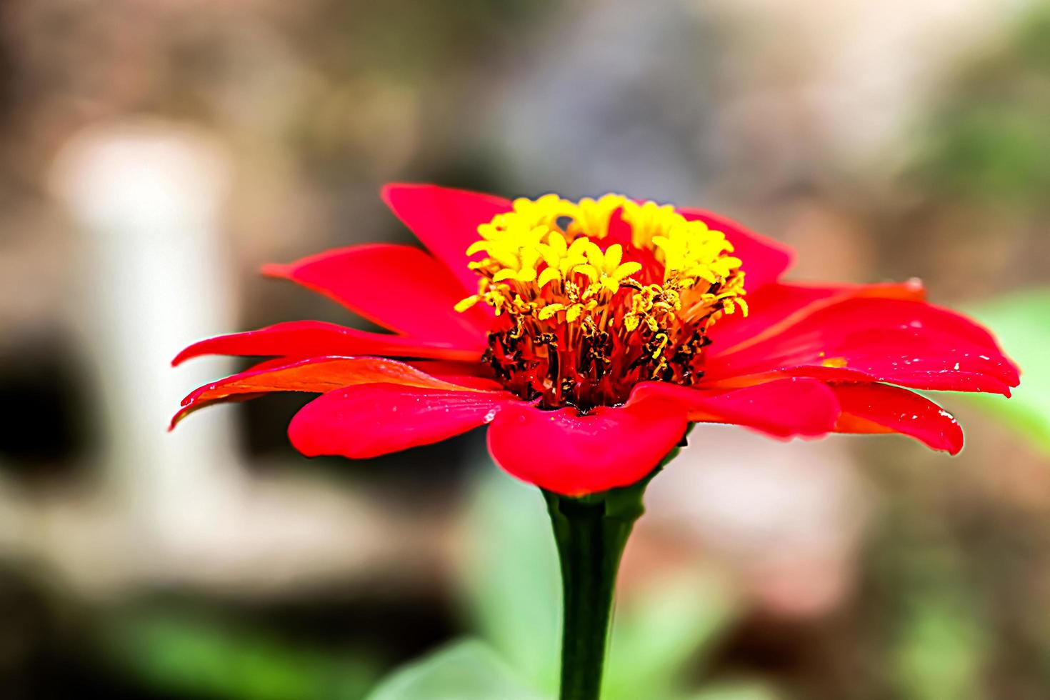 flor roja con textura de fondo borroso foto