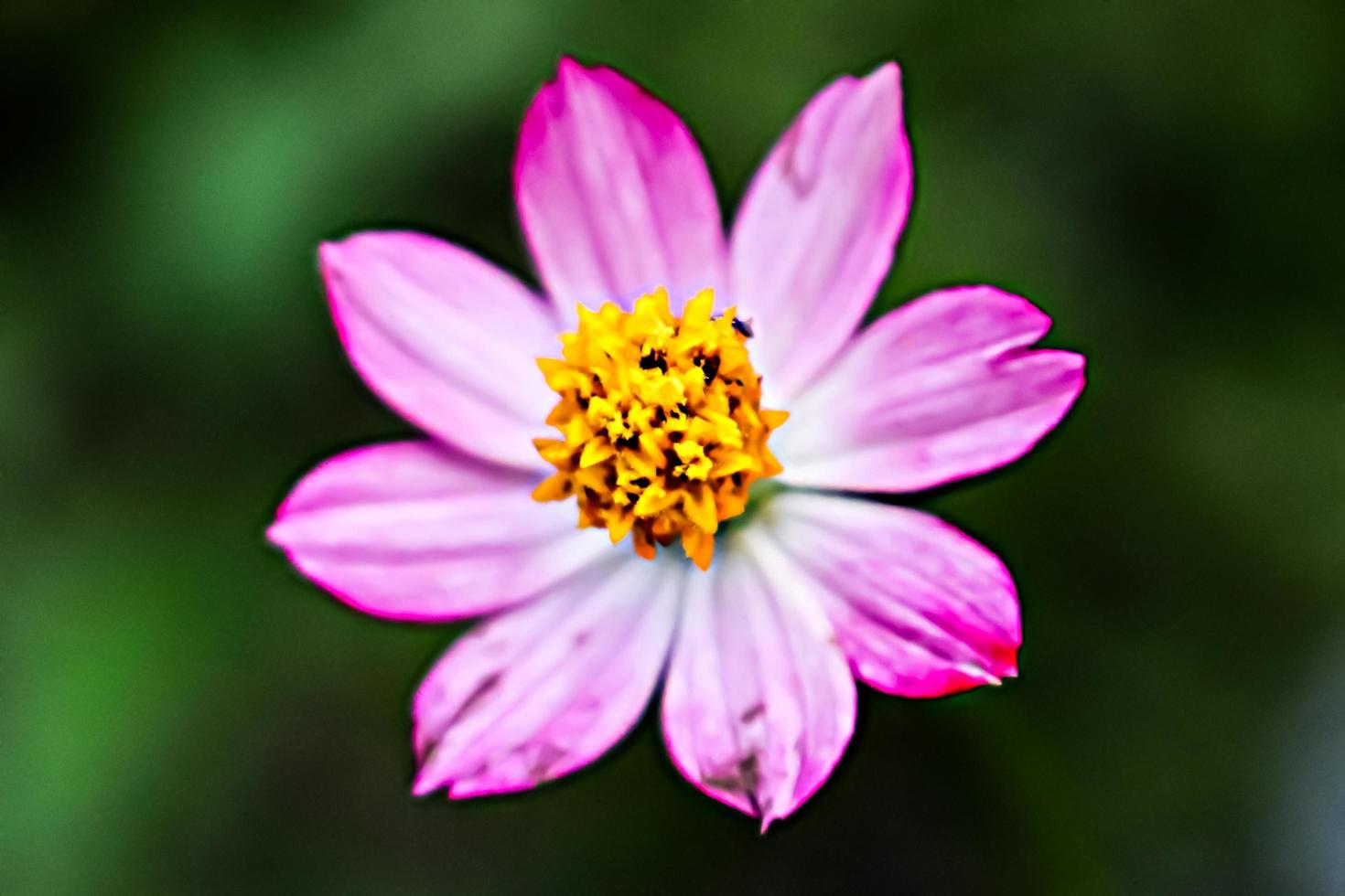 pink flower with blur background texture photo