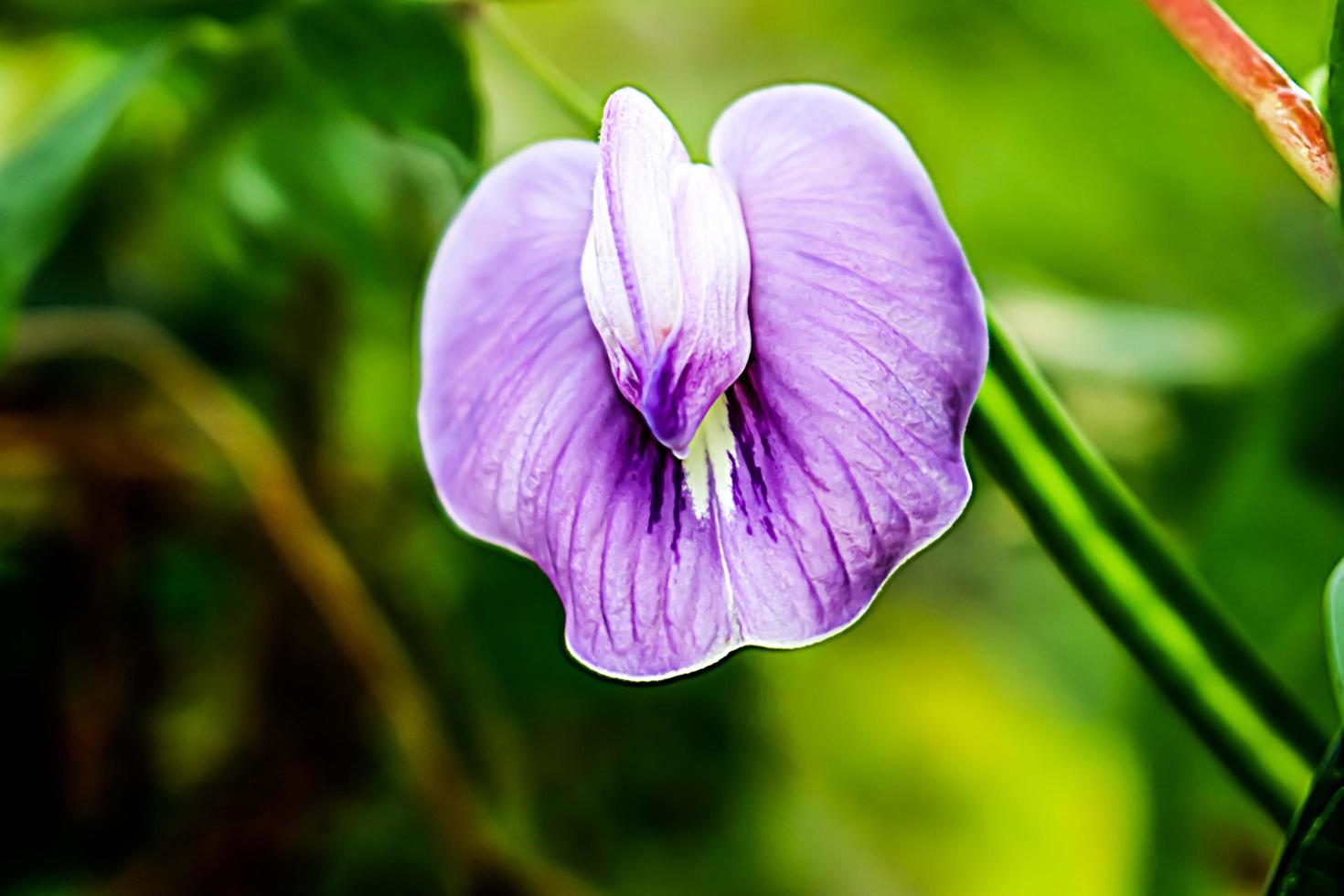 white flower with blur background texture 11003639 Stock Photo at Vecteezy