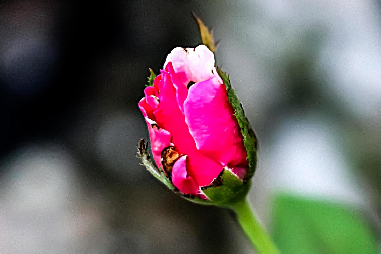 pink flower with blur background texture photo