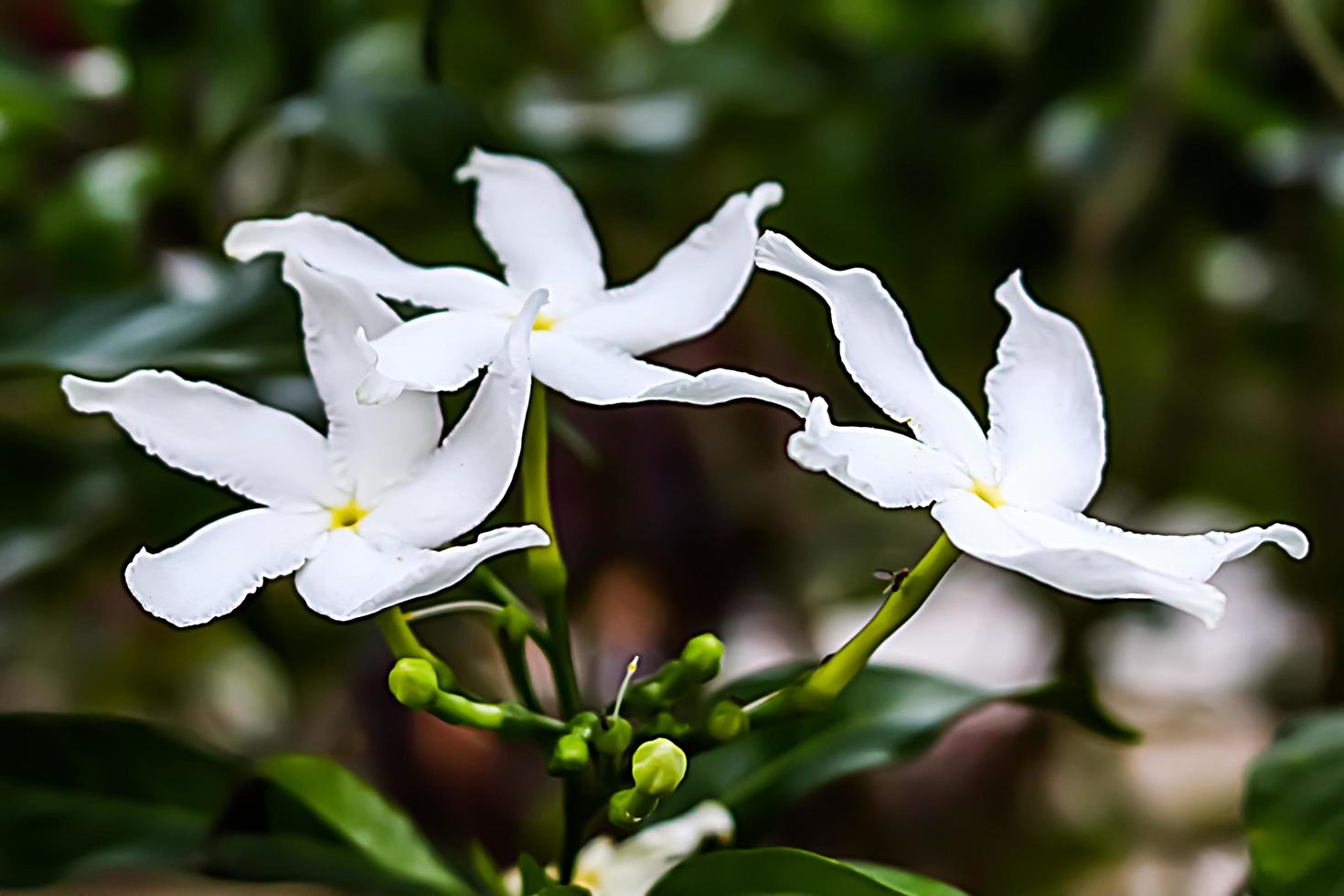 white flower with blur background texture photo