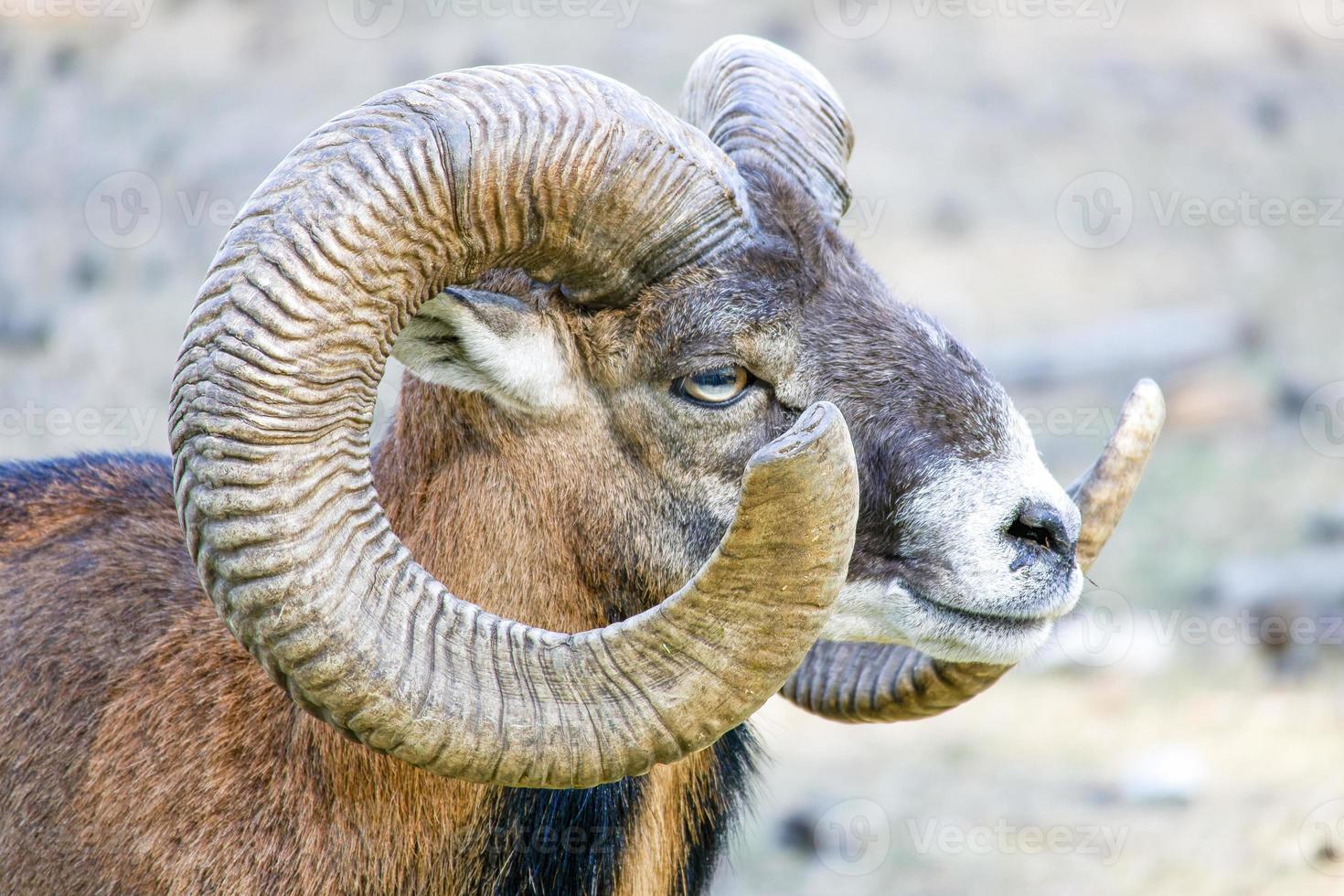 Portrait of mouflon sheep with horns photo