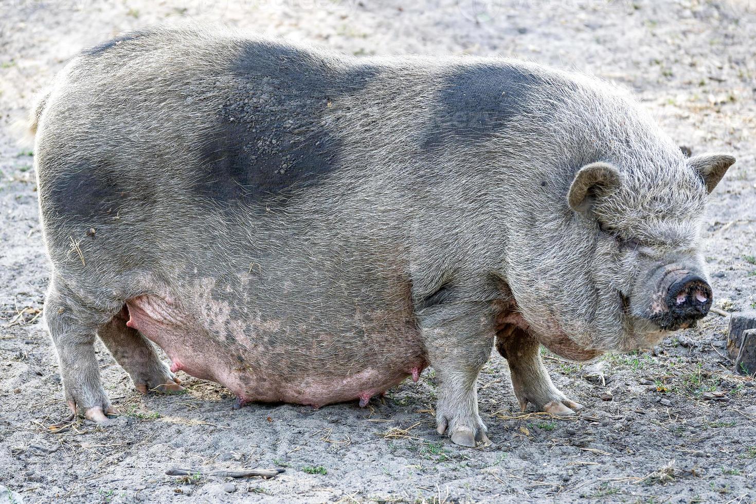 The pot belly pig is hungry and curious photo