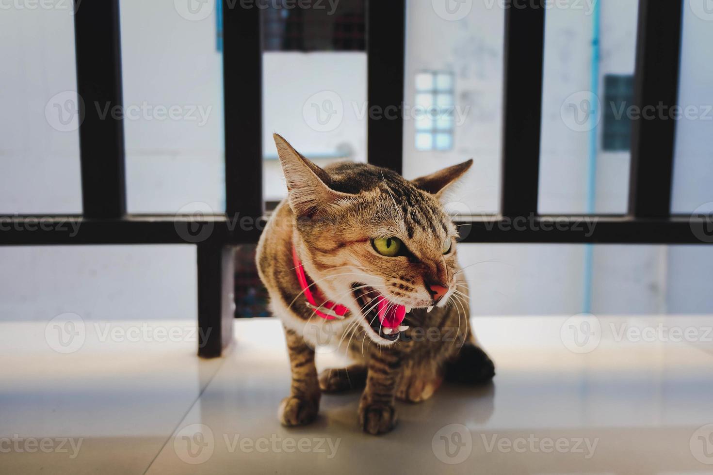 gato naranja muy enojado y feroz, tailandia, de cerca, mostrando los dientes foto